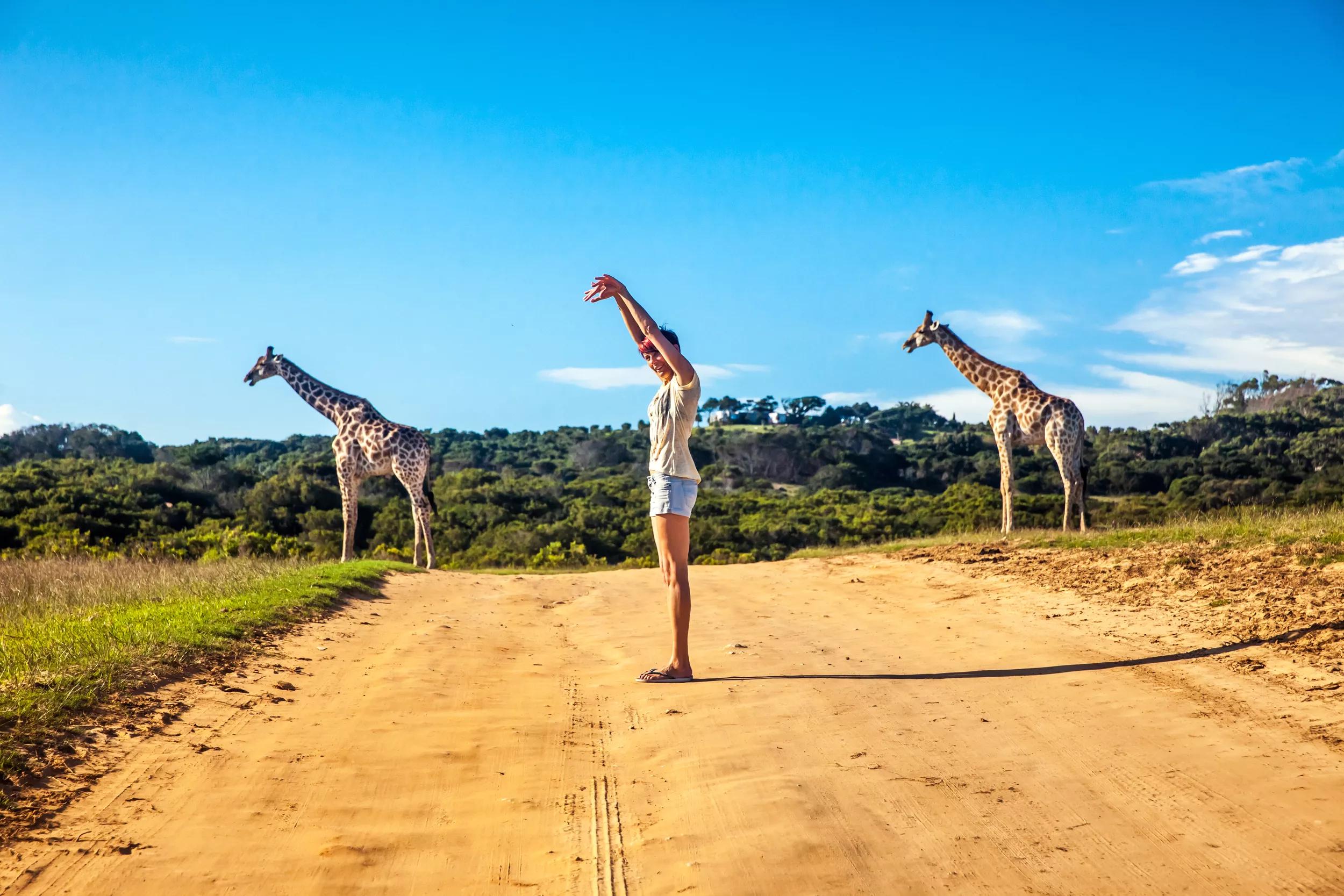Zuid-Afrika, giraffen, vrouw - GettyImages-478170228