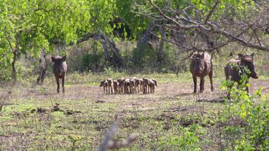 sri lanka_yala national park_dieren_zwijn_f