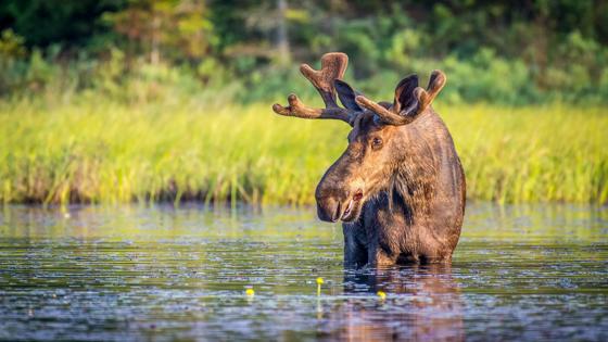 canada_algemeen_eland_gewei_meer_shutterstock_787749040