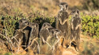 Fox_zuid-afrika_west-kaap_oudtshoorn_meerkatsafari_stokstaartje_familie_janneke-kaim-naturescanner