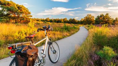 Electric bicycle in Dutch national park The Veluwe with blooming heathland, The Netherlands