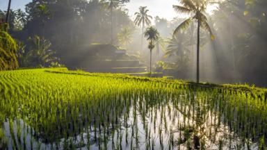 indonesie_bali_ubud_tegalalang-rijstvelden_sawa_shutterstock-601072907_.jpg