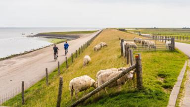 Nederland, Noord-Holland, Texel, Oosterend - GettyImages-582744737