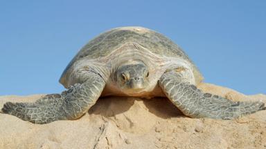 oman_sur_schildpad_b (2)