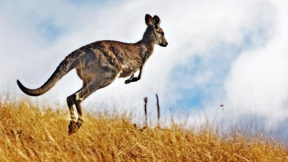 australie_algemeen_springende-kangoeroe_b.jpg
