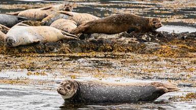 sfeer_ierland_kerry_kenmare-bay_zeehonden_tourism-ireland