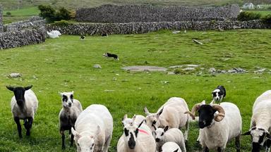 ierland-the-burren-schapen-mei-2024-copyright-joost