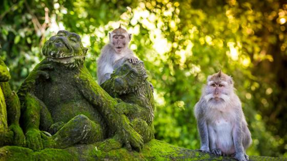 Indonesie-Bali-Ubus-Sacred_Monkey_Forest-Apen-GettyImages