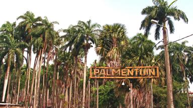 suriname_paramaribo_palmentuin_palmbomen_bord_f