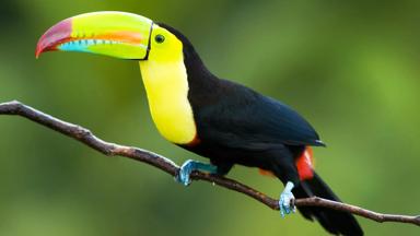 costa-rica_natuur_vogel_toekan_b