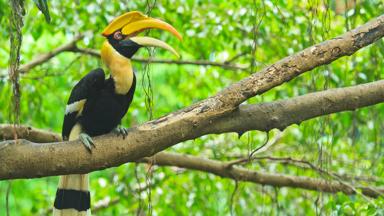 thailand_khao-sok-national-park_neushoornvogel_vogel_jungle_b