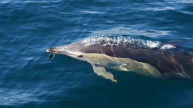 nieuw-zeeland_paihia_bay-of-islands_dolfijn_b