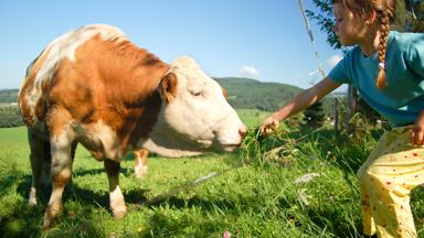 oostenrijk_opper-oostenrijk_algemeen_koe_weide_meisje_voeren_GettyImages-94071458