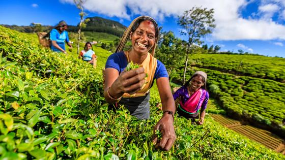 sri lanka_nuwara eliya_theeveld_local_vrouw_GettyImages-495116924