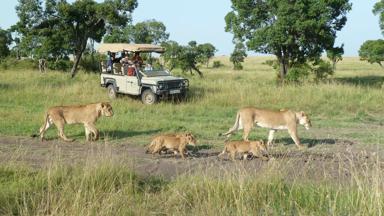 kenia_masai-mara_gamedrive_safari_groep_leeuw_f.jpg