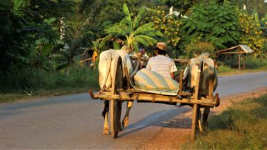 cambodja_algemeen_weg_wagen_koeien_man_local_boer_pixabay
