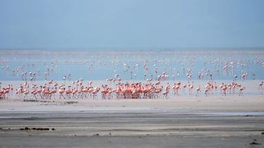 tanzania_lake-manyara-national-park_lake-manyara_flamingo_getty