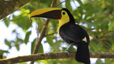 costa-rica_pococi_tortuguero-nationaal-park_toekan_tak