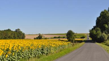 frankrijk_algemeen_zonnebloemen_weg_auto_pixabay