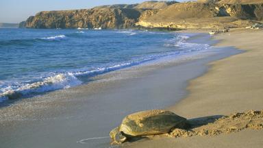 oman_sur_schildpad_b