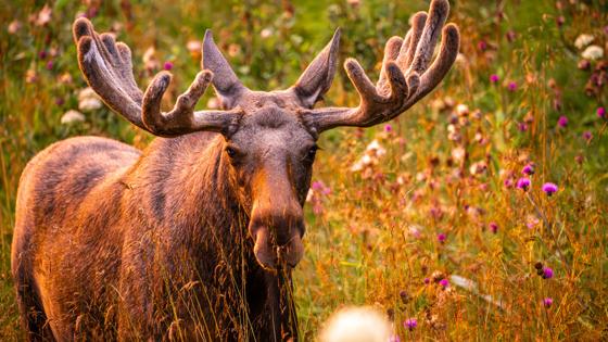 Noorwegen, Lofoten, eland - GettyImages-1619650660