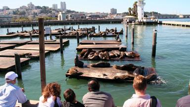 verenigde-staten_californie_san-fransisco_pier39_zeehond_zeeleeuw_7_f