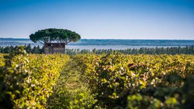 Frankrijk-Occitanie-Languedoc-Roussillon-wijngaard-Costieres-de-Nimes©CRT Occitanie-David_Z