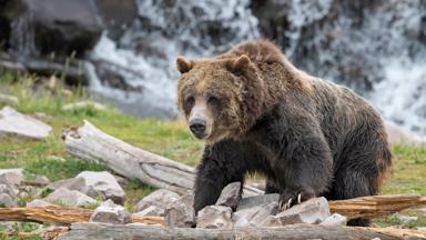 verenigde-staten_wyoming_yellowstone_dieren_grizzly-beer_b