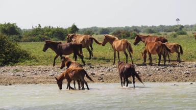 sri lanka_delft island_wilde paarden_1_f