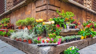 italie_toscane_lucca_bloem_bloemen_plant_huis_hoekhuis_getty