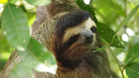costa-rica_algemeen_luiaard15_w.jpg