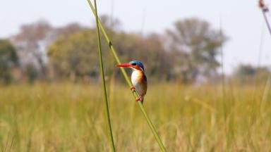 botswana_okavango-delta_kingfisher_ijsvogelvogel_f