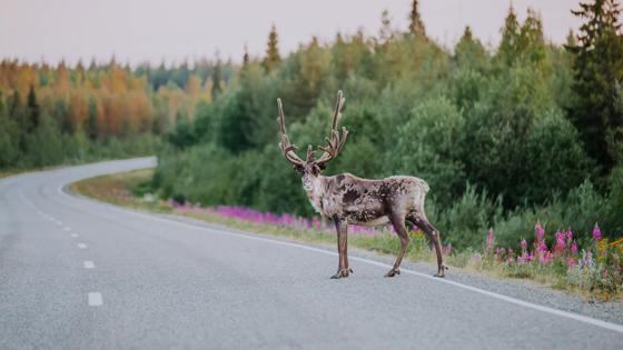 Finland_Lapland_reindeer_high_res_by_Julia_Kivela__MG_9947