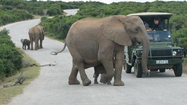 zuid-afrika_oost-kaap_addo_dieren_olifant_safari_w