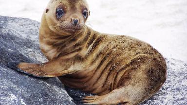 ecuador_galapagos_zeeleeuw_2_w_jpg