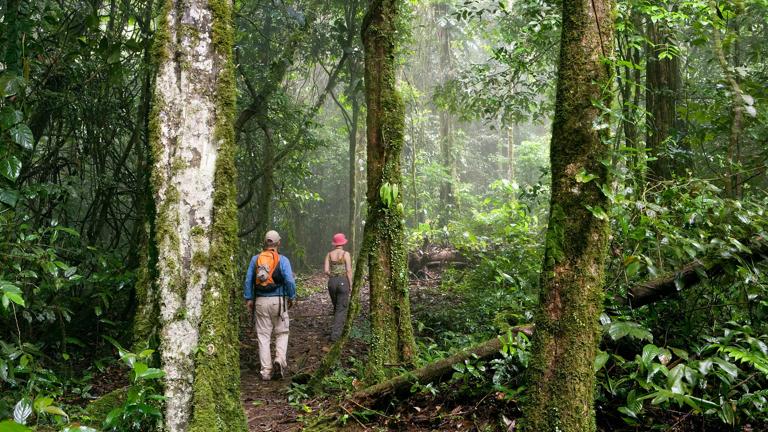 Suriname, Brownsweg, Brownsberg National Park. Tourists hiking in forest.