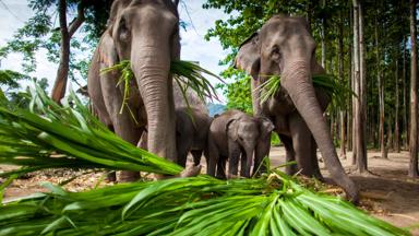 thailand_algemeen_dier_olifant_jong_shutterstock