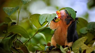 sri lanka_sinharaja national park_eekhoorn_natuur_dieren_shutterstock_b