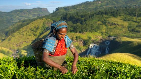 sri lanka_nuwara eliya_theeplantage_shutterstock