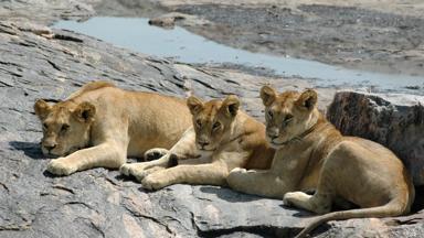 kenia_masai-mara_leeuw_3_w.jpg