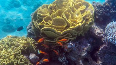 jordanie_rode-zee_aqaba_koraal_rif_vis_onderwater_snorkelen_duiken_shutterstock