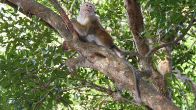 sri lanka_yala national park_dieren_aap_f