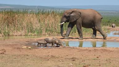 zuid-afrika_oost-kaap_addo-elephant-national-park_olifant_wrattenzwijn_1_w