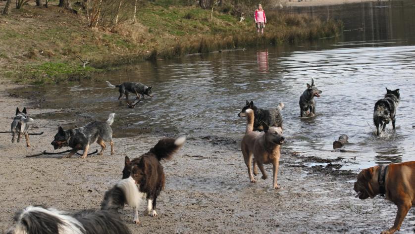 Wandelroutecontroleur: Wandelen met je hond Kaatsheuvel