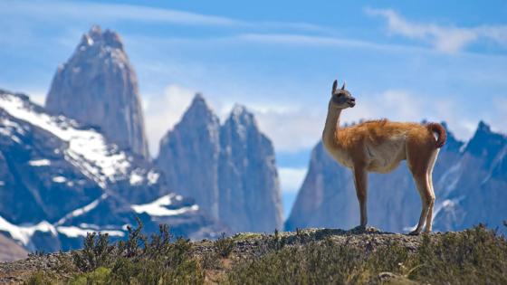chili_torres-del-paine-nationaal-park_lama-bergen_getty images