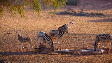 namibie_kalahari_zebra_drinkplaats_f