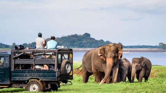 sri lanka_uda walawe national park_safari_olifant_shutterstock
