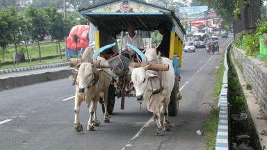 indonesie_java_batu_ossenkar_1_d.jpg