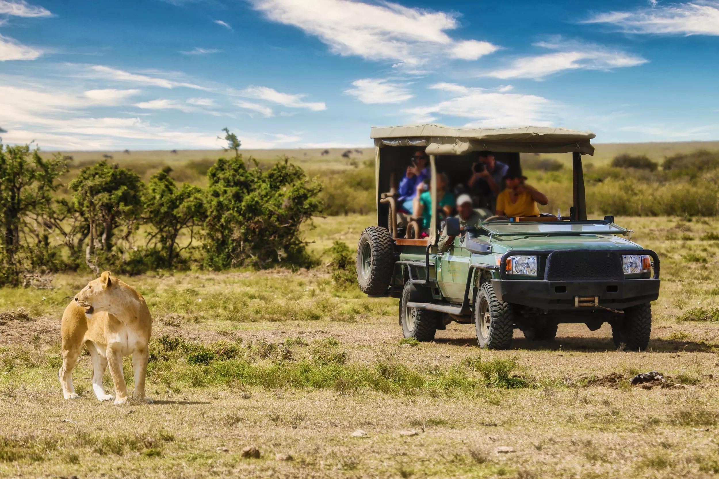 Lions roaming  on the plains of the Okavago Delta in Botswana Africa