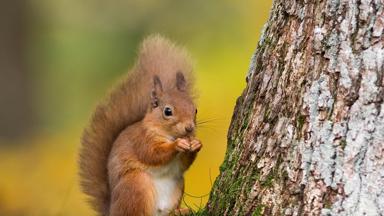 Red Squirrel (Sciurus vulgaris)